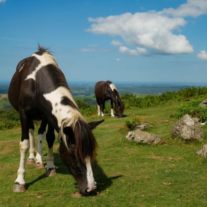 Chevaux, Pays Basque