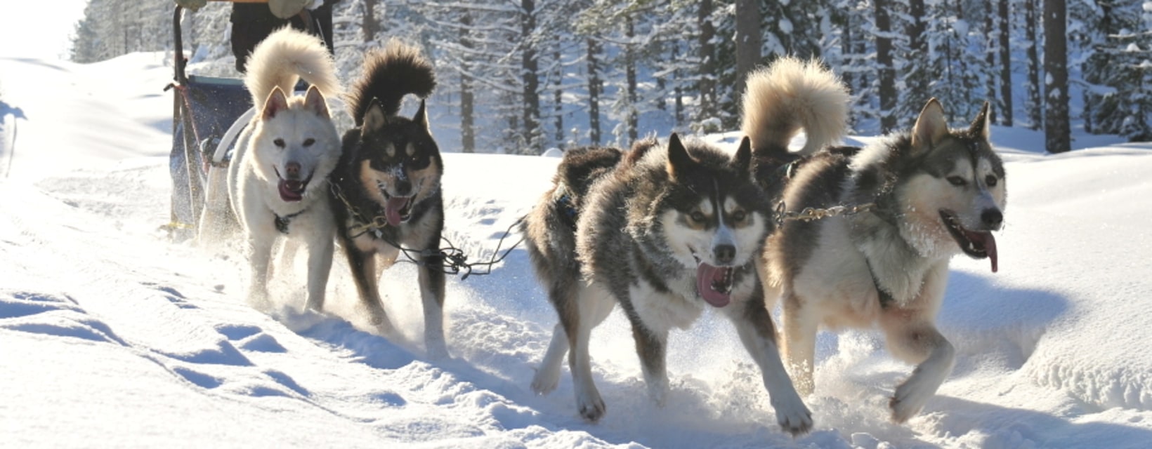 Quatre chiens de traineau au milieu d'un paysage enneigé