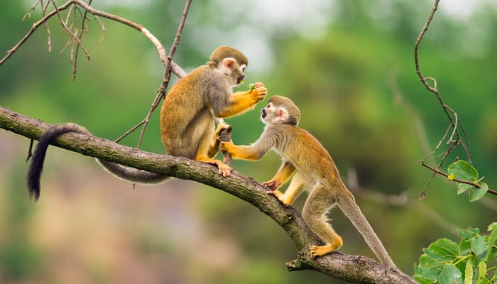 Deux singes s'amusent sur une branche en Colombie