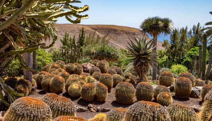 Palmiers et cactus, Fuerteventura, Canaries