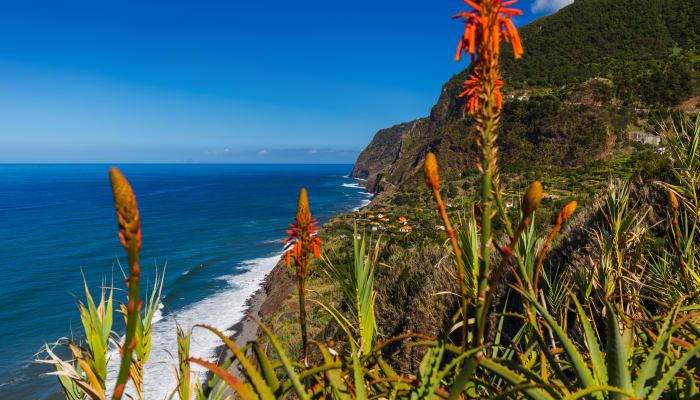 Panorama sur les falaises de la côte de Boaventura à Madère avec au premier plan des fleurs tropicales