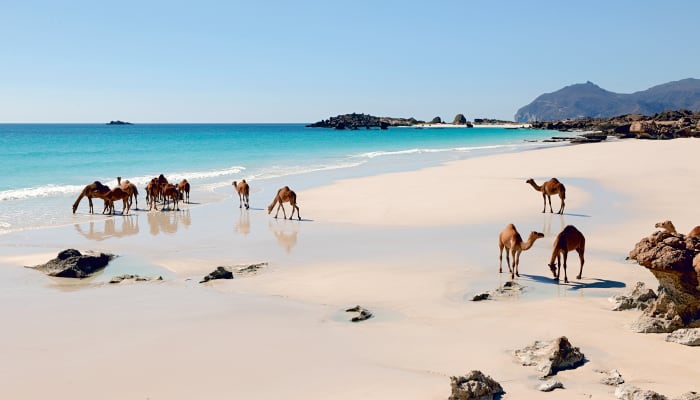 Dromadaires se baladant sur une plage de sable fin en Oman