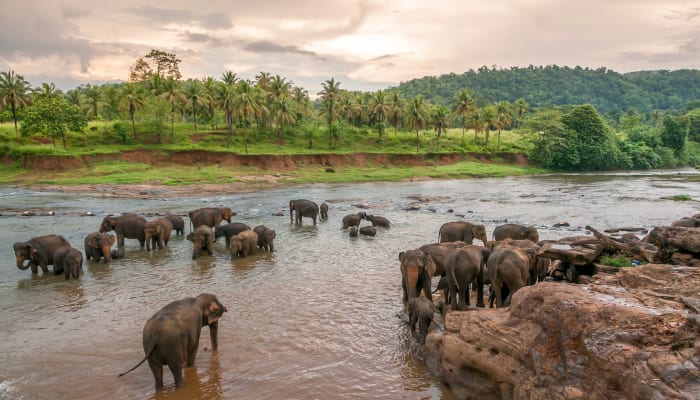 Elephants, Sri Lanka