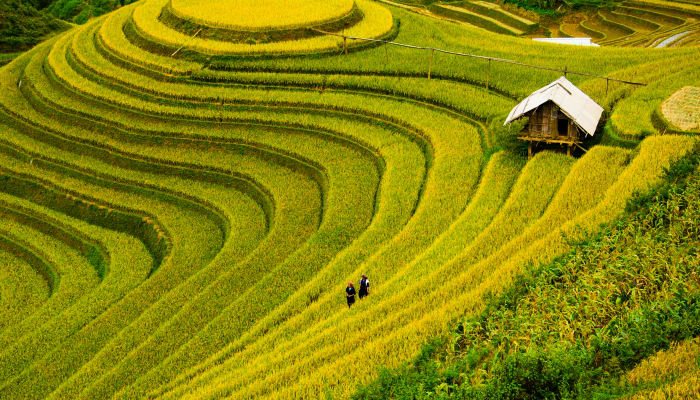 Vue panoramique des rizières en terrasses luxuriantes au Vietnam, avec une petite cabane traditionnelle en bois et des cultivateurs marchant entre les cultures dorées sous un ciel lumineux