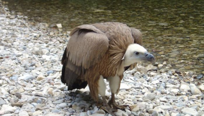 Vautour au sol