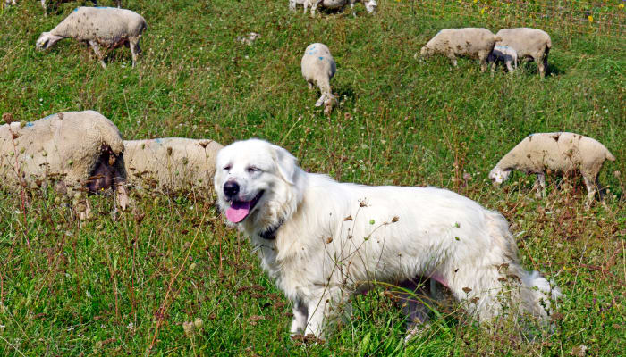 Patou, chien de berger dans les Pyrénées