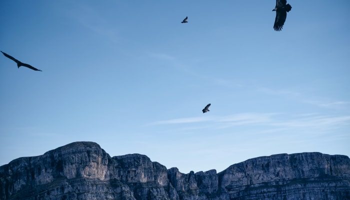 Vautours au-dessus du massif d'Ordesa, Pyrénées, Aragon, Espagne